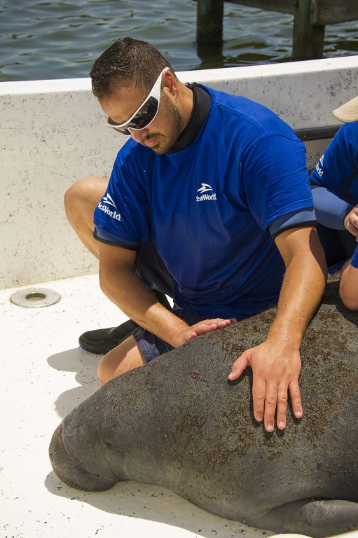SeaWorld Orlando resvues a manatee