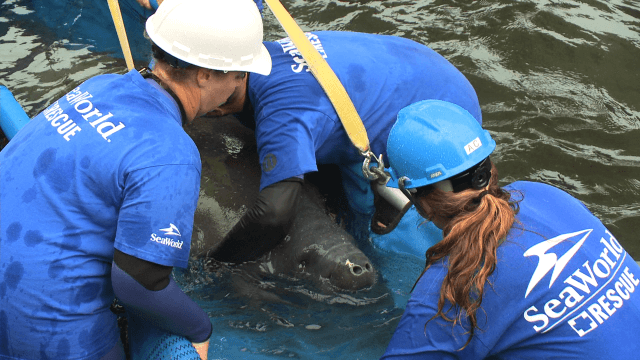 First Manatee Of 2014 Released Back Into The Wild