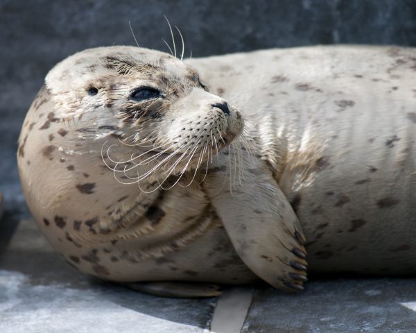 Now You Seal Me, Now You Don't