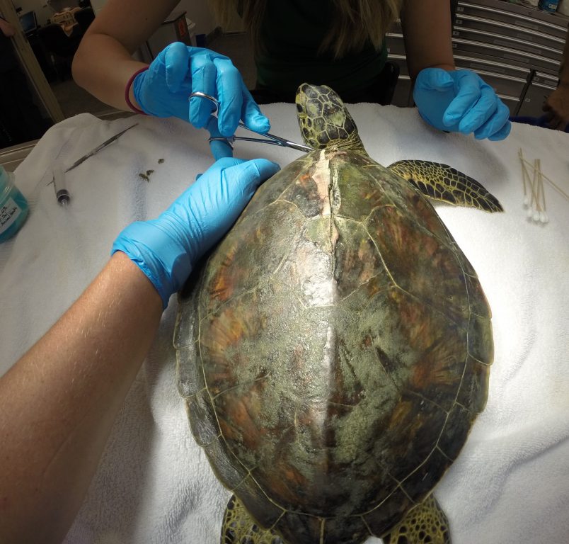 SeaWorld Orlando Caring for Green Sea Turtle