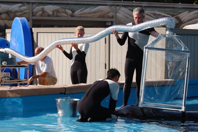 New Killer Whale Research At SeaWorld