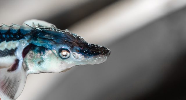 We’re Proud To Support The Blue Marine Foundation’s Work To Save The Sturgeon