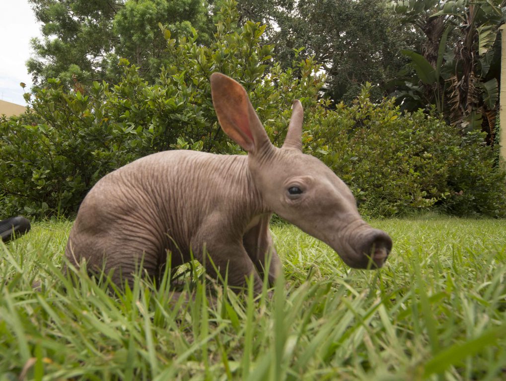 Ugly Cute? Baby Aardvark Born At Busch Gardens | Florida Parks
