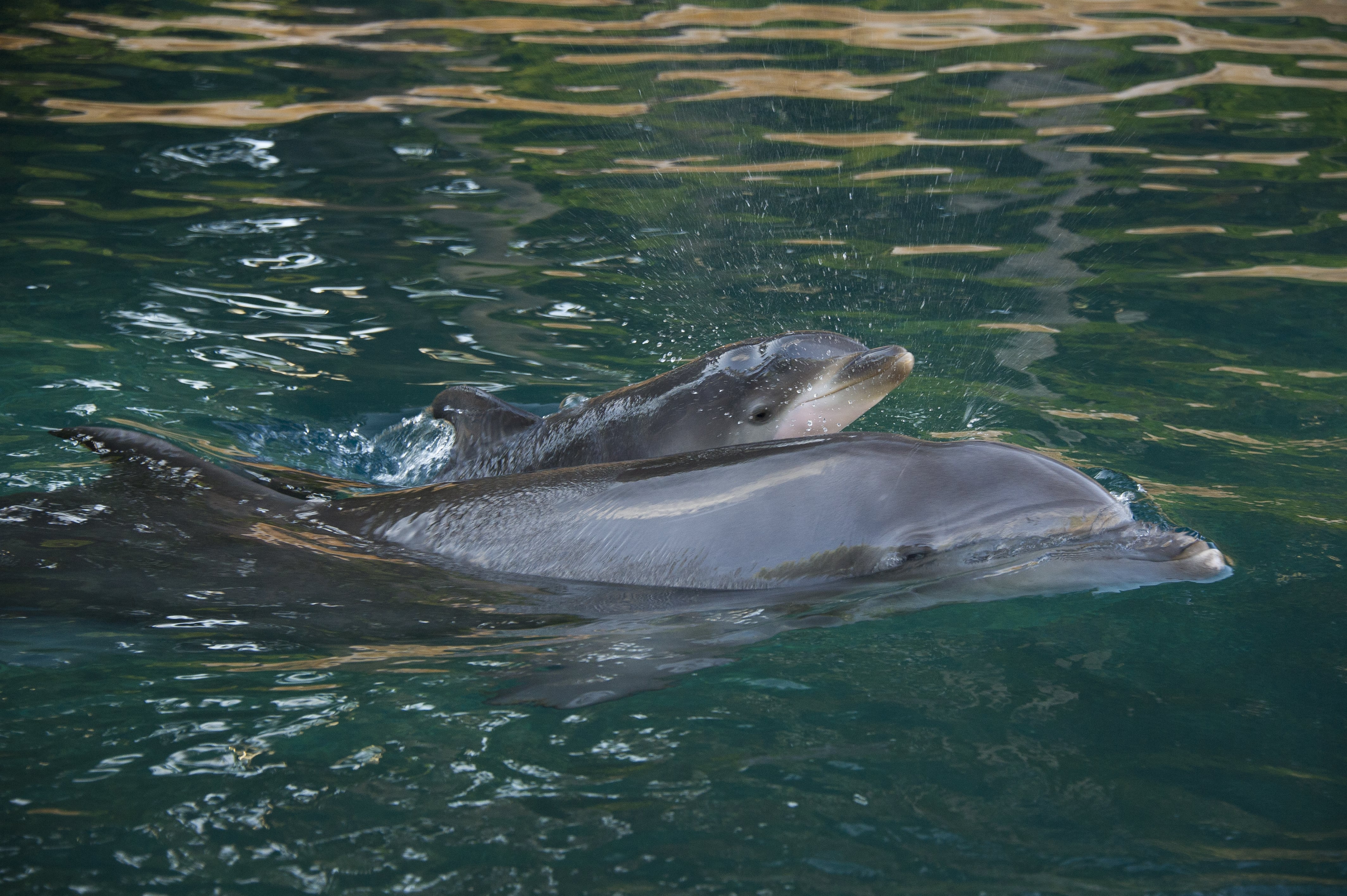 Baby Dolphin Born At Discovery Cove Just In Timer For Dolphin Awareness