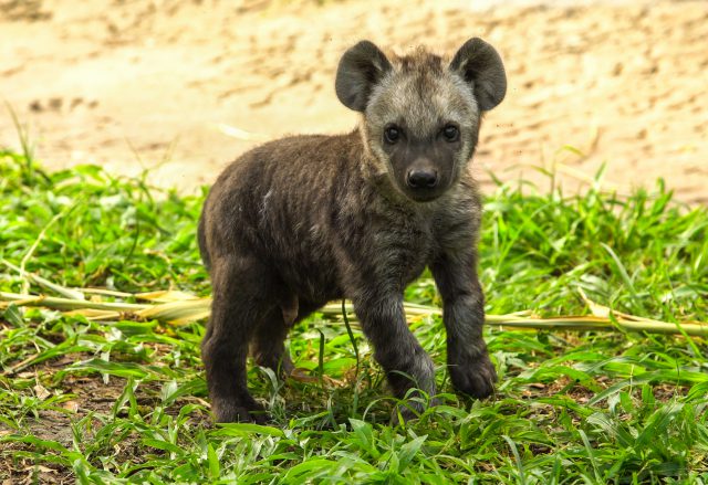 Baby Hyena Makes His Debut At Busch Gardens