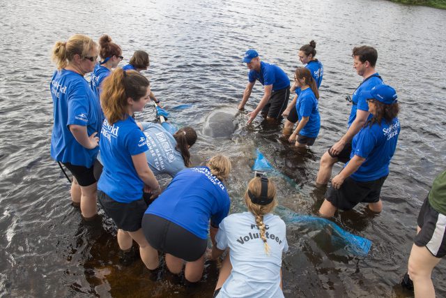 Venetia The Manatee Begins New Year By Returning To The Wild