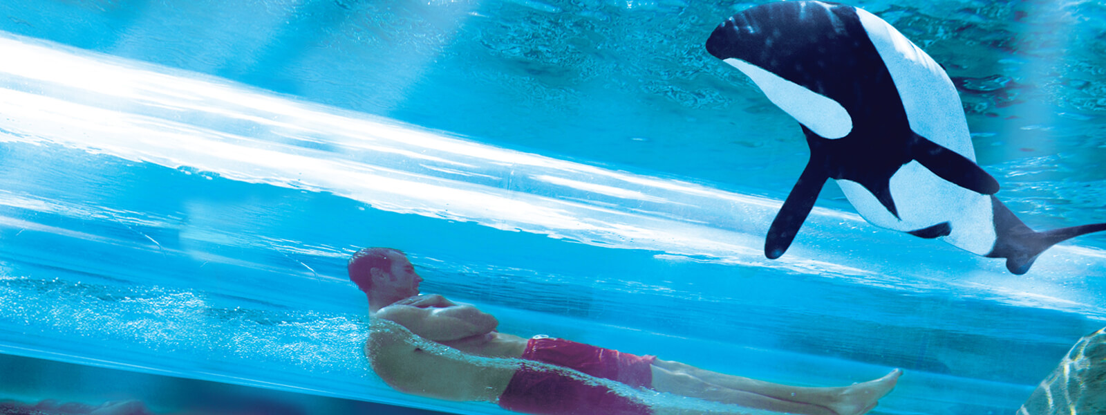 Dolphin Plunge Florida Parks
