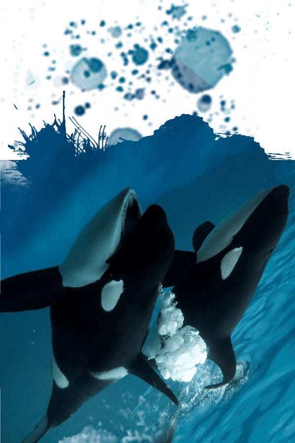 Orca Encounter