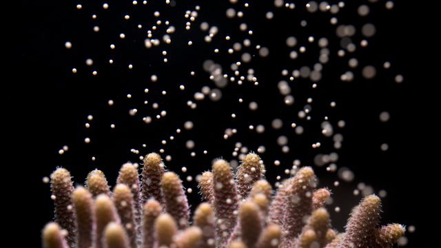 SeaWorld Parks & Entertainment Funds Vital Coral Reef Conservation Project With Help From Trade Sales