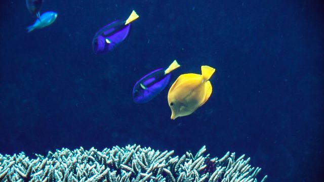 Breeding Dory Safely And Sustainably