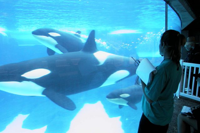 SeaWorld Entertainment, Inc. Announces Support For The National Fish And Wildlife Foundation’s Killer Whale Research And Conservation Programme