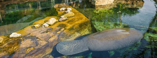 Image for Manatee Rehabilitation Area