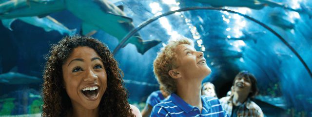 Image for Shark Encounter