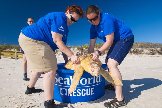 Four Loggerhead Turtles Returned To The Wild