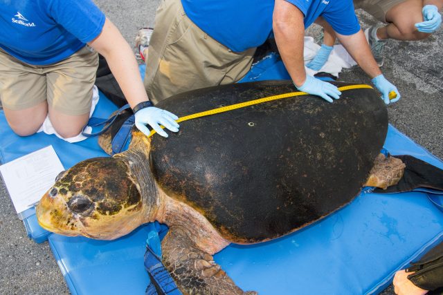 SeaWorld Returns Largest Rescued Loggerhead Sea Turtle In History To The Wild