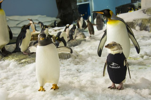 New Year, New Feathers for Wonder Twin, SeaWorld’s Wetsuit-Wearing Penguin