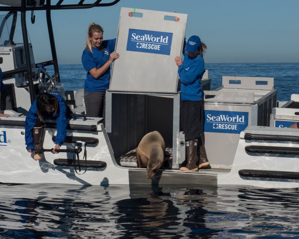 SeaWorld reaches 35,000 animal rescues and say threats to marine wildlife  increasing - Florida Parks