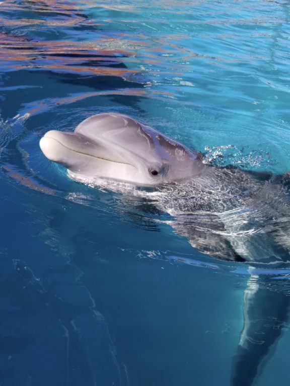 SeaWorld performs first ever spinal tap on a bottlenose dolphin