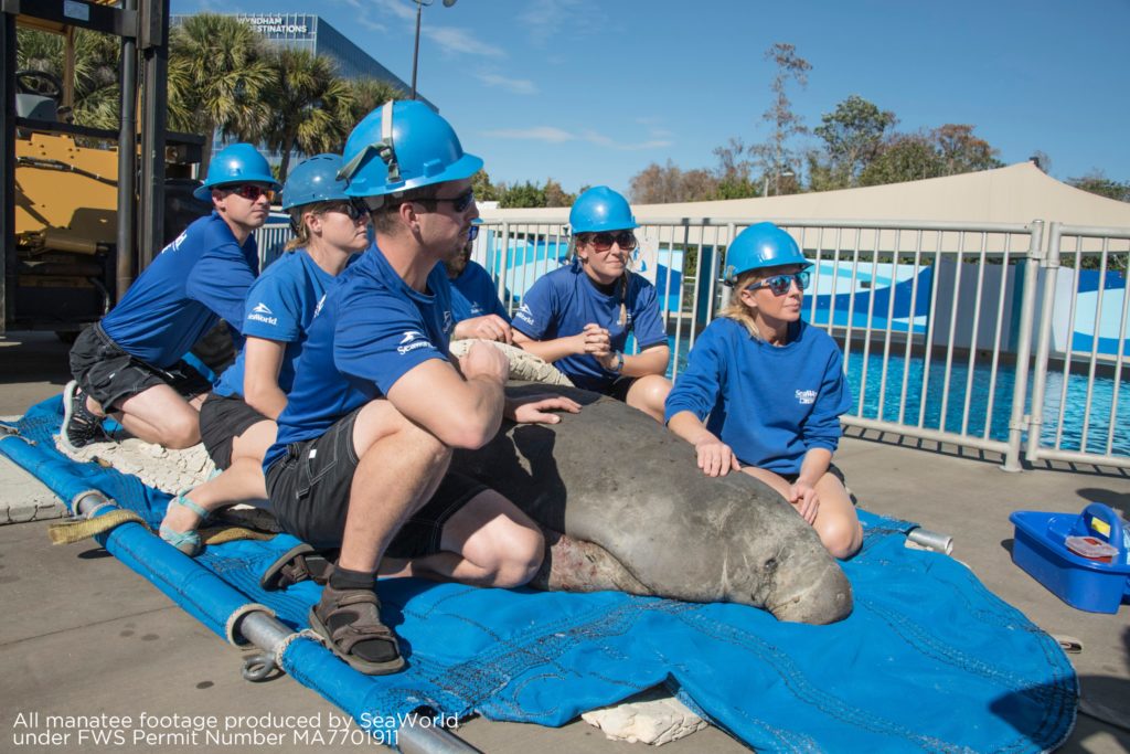 SeaWorld Orlando's first cold stressed manatee of the year arrives