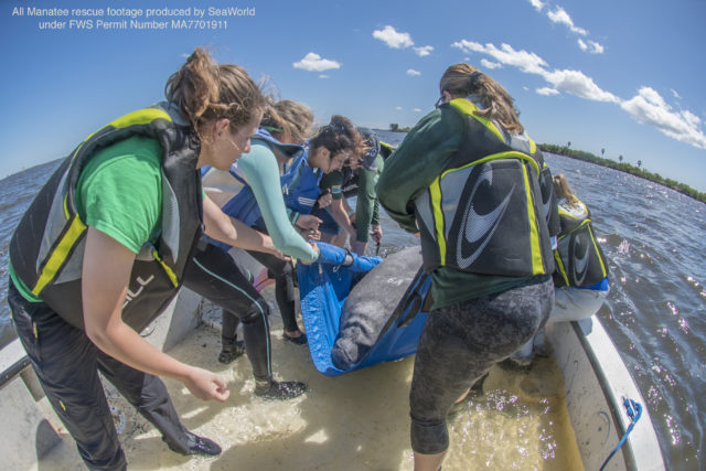 Seven Manatees Get a Second Chance at Life Following Months of Rehabilitation and Care