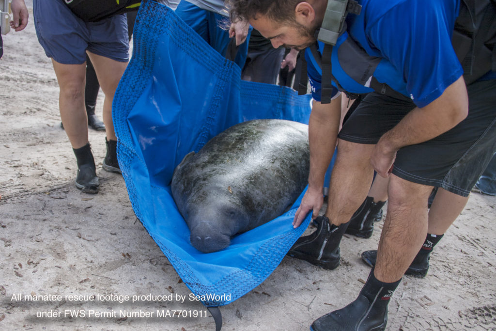 SeaWorld Provides Essential Role in Manatee Preservation