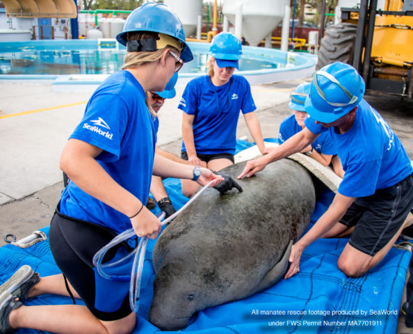 SeaWorld Orlando Rescues Juvenile Manatee