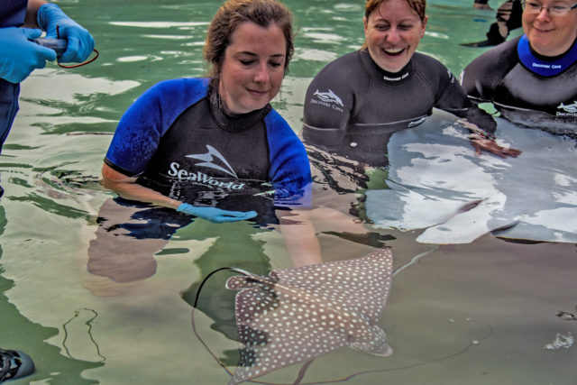 Discovery Cove Announces Birth of Spotted Eagle Ray Pups