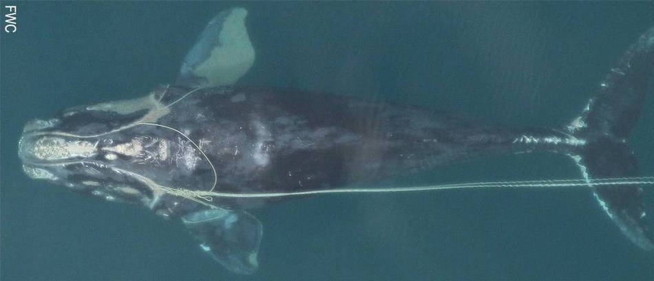Conservation Fund gives $900,000 to protect endangered Right Whales