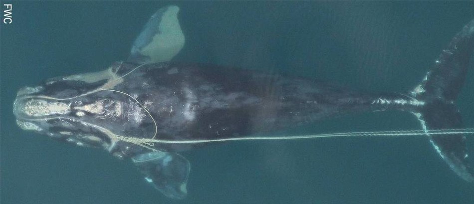 Conservation Fund gives $900,000 to protect endangered Right Whales