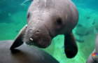 SeaWorld teamed up with DHL Express and Columbus Zoo and Aquarium to help four rescued manatee calves thumbnail image