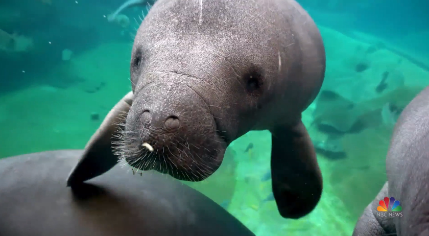 SeaWorld teamed up with DHL Express and Columbus Zoo and Aquarium to help manatees