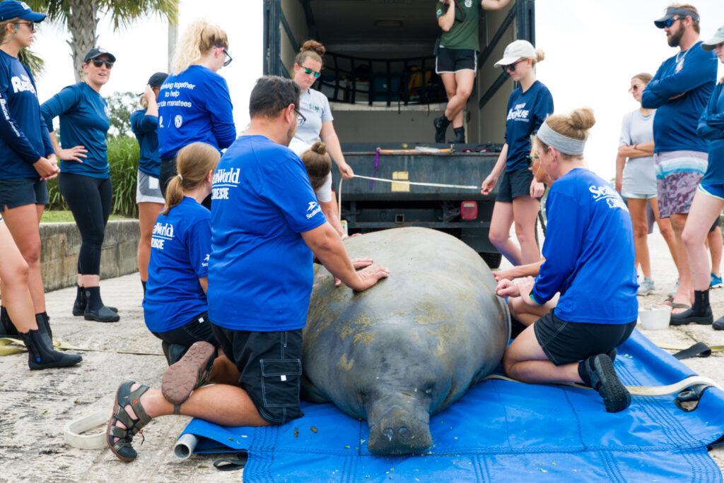 SeaWorld Surpasses 40,000 Animal Rescues
