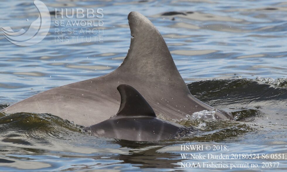 Study Shows Bottlenose Dolphins Maintain Family Bonds from Calf to Juvenile Stages