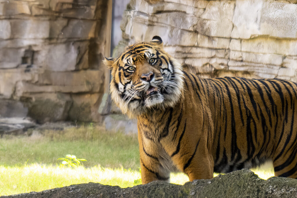 Busch Gardens Becomes New Home for a Critically Endangered Sumatran Tiger