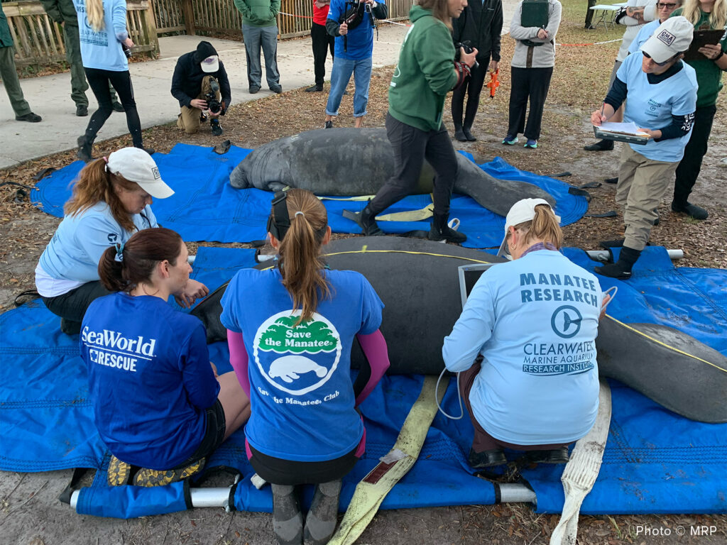 Manatee Rescue and Rehabilitation PartnershipReturns a Record 12 Manatees to Natural Habitat in a Single Day